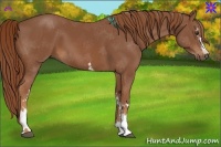 Horse Color:White Spotted Chestnut 