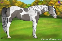 Horse Color:Grullo Splash Tobiano