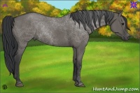 Horse Color:Grullo 