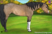 Horse Color:Brown Dun 