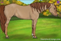 Horse Color:Red Dun 
