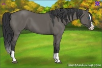 Horse Color:Grullo Splash 