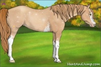 Horse Color:White Spotted Gold Champagne Sabino
