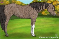 Horse Color:Buckskin Ice 