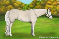 Horse Color:Cremello Sabino  and Cremello Sabino Rabicano 