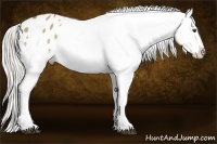 Horse Color:Silver Buckskin Dun Appaloosa 