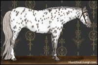 Horse Color:Silver Black Near Leopard 