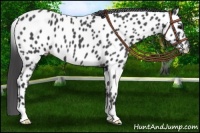Horse Color:Blue Roan Near Leopard 