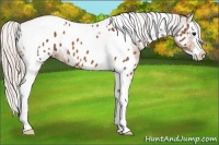 Horse Color:Silver Bay Splash Tobiano Appaloosa 