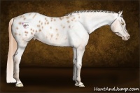 Horse Color:Gold Champagne Appaloosa