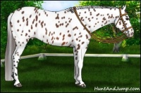 Horse Color:Bay Roan Appaloosa 
