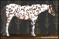 Horse Color:Bay Near Leopard 