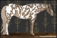 Horse Color:Chocolate Palomino Near Leopard 