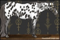 Horse Color:Liver Chestnut Appaloosa 