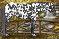 Horse Color:Black Near Leopard