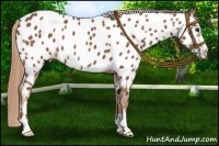 Horse Color:Chestnut Sabino Near Leopard 