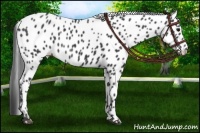 Horse Color:Black Appaloosa Rabicano 