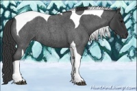 Horse Color:Blue Roan Tobiano