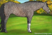 Horse Color:Buckskin Ice 