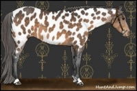Horse Color:Buckskin Near Leopard 