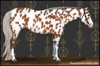 Horse Color:Silver Bay Near Leopard 