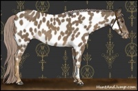 Horse Color:Chocolate Palomino Near Leopard 