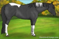 Horse Color:Blue Roan Tobiano 