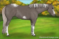 Horse Color:Silver Black Sabino Tobiano Frame Rabicano