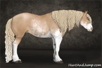 Horse Color:Chestnut Pearl Sabino Rabicano 