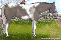 Horse Color:Silver Black Sabino Tobiano Frame Rabicano
