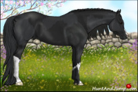 Horse Color:Black and Gray Black