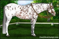 Horse Color:White Spotted Brown Blanket 