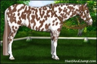 Horse Color:Chestnut Near Leopard 