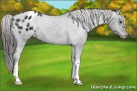 Horse Color:Black Appaloosa 