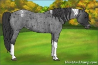 Horse Color:Blue Roan Tobiano Varnish 