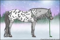 Horse Color:Blue Roan Appaloosa