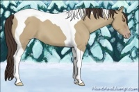 Horse Color:Classic Champagne Dun Tobiano