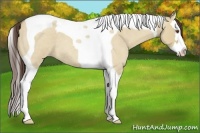Horse Color:Classic Champagne Roan Dun Splash Tobiano