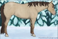 Horse Color:Classic Champagne Roan Dun