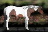 Horse Color:Bay Roan Tobiano 
