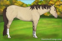 Horse Color:Classic Champagne Dun