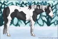 Horse Color:Black Splash Tobiano