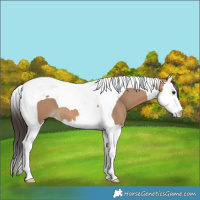 Horse Color:Bay Dun Splash Tobiano 