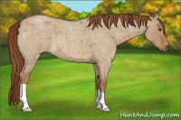 Horse Color:Red Dun Roan 