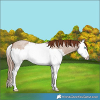 Horse Color:Red Dun Roan Splash