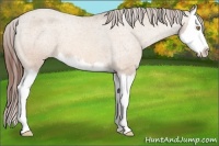 Horse Color:Amber Champagne Roan Splash Varnish