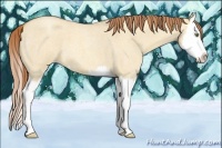 Horse Color:Gold Champagne Roan Dun Splash