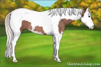 Horse Color:Silver Bay Roan Splash Tobiano