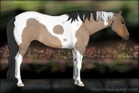 Horse Color:Bay Roan Dun Tobiano