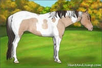 Horse Color:Amber Champagne Roan Tobiano
